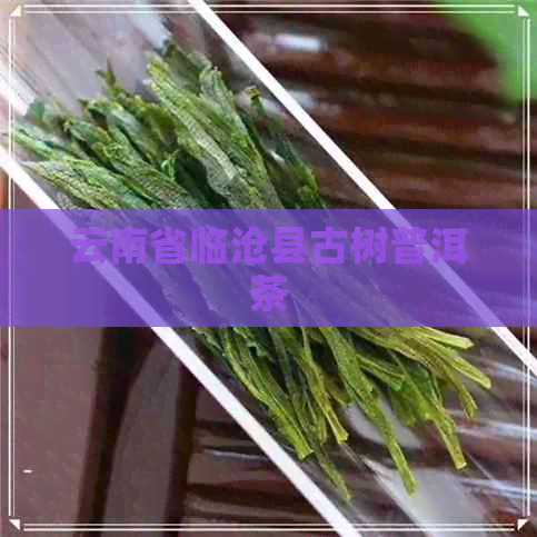 云南省临沧县古树普洱茶