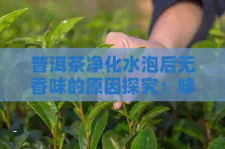 普洱茶净化水泡后无香味的原因探究：味道、香气还是其他因素？