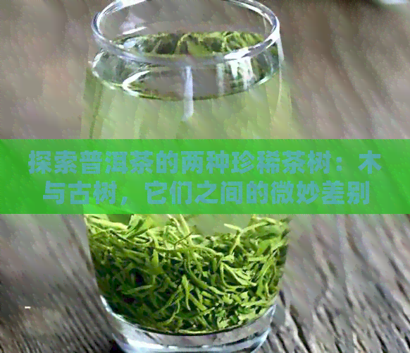 探索普洱茶的两种珍稀茶树：木与古树，它们之间的微妙差别