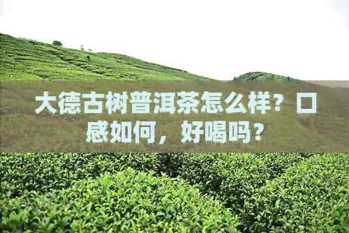 大德古树普洱茶怎么样？口感如何，好喝吗？