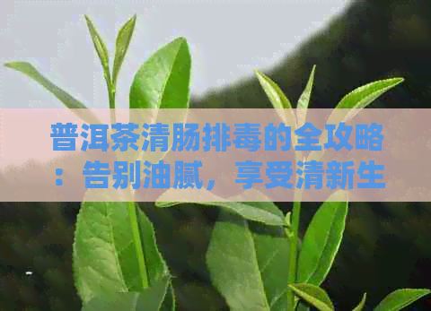 普洱茶清肠排的全攻略：告别油腻，享受清新生活