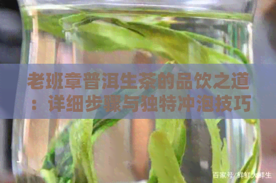 老班章普洱生茶的品饮之道：详细步骤与独特冲泡技巧解析