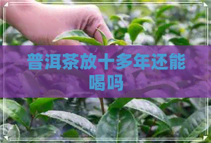 普洱茶放十多年还能喝吗