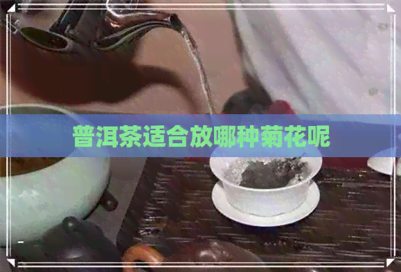 普洱茶适合放哪种菊花呢