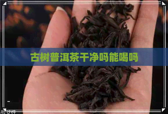 古树普洱茶干净吗能喝吗