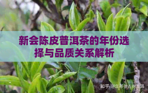 新会陈皮普洱茶的年份选择与品质关系解析