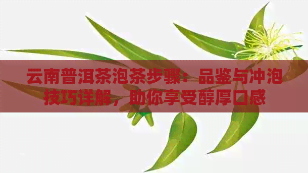 云南普洱茶泡茶步骤：品鉴与冲泡技巧详解，助你享受醇厚口感