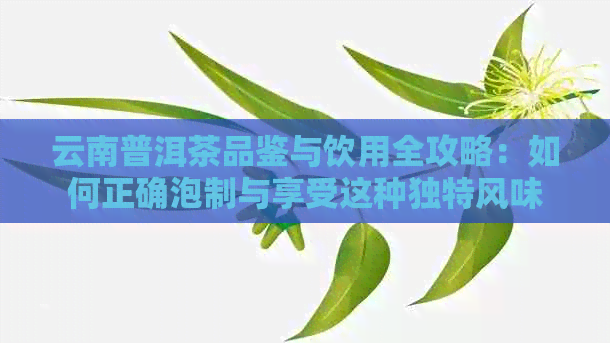 云南普洱茶品鉴与饮用全攻略：如何正确泡制与享受这种独特风味