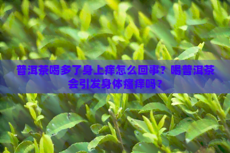 普洱茶喝多了身上痒怎么回事？喝普洱茶会引发身体瘙痒吗？