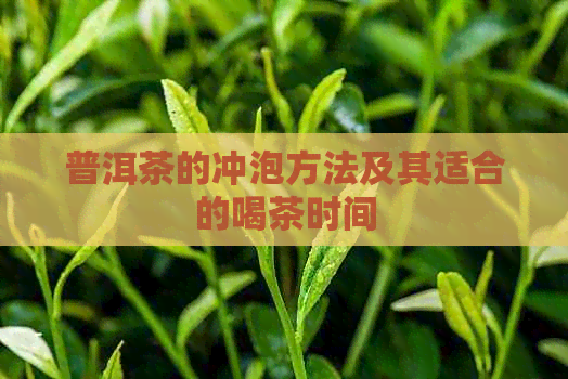 普洱茶的冲泡方法及其适合的喝茶时间