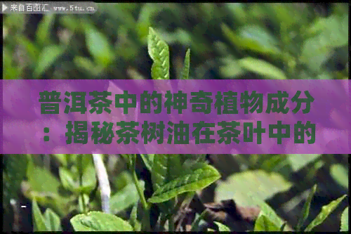 普洱茶中的神奇植物成分：揭秘茶树油在茶叶中的作用