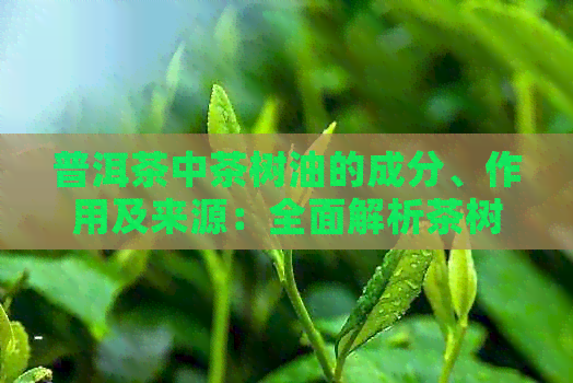 普洱茶中茶树油的成分、作用及来源：全面解析茶树油在普洱茶中的作用与影响