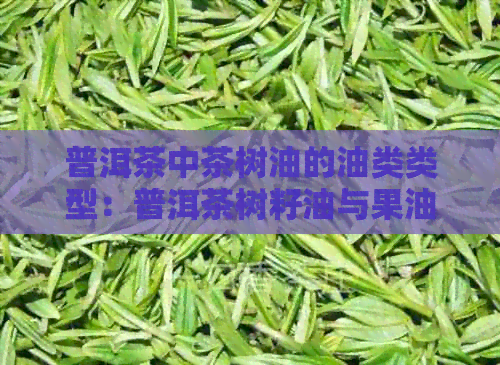 普洱茶中茶树油的油类类型：普洱茶树籽油与果油区别解析