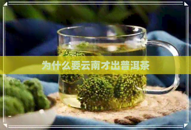 为什么要云南才出普洱茶