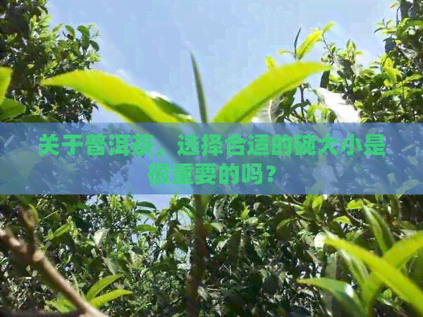 关于普洱茶，选择合适的碗大小是很重要的吗？