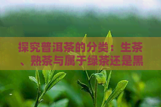 探究普洱茶的分类：生茶、熟茶与属于绿茶还是黑茶的争议