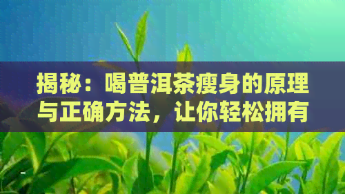 揭秘：喝普洱茶瘦身的原理与正确方法，让你轻松拥有迷人曲线