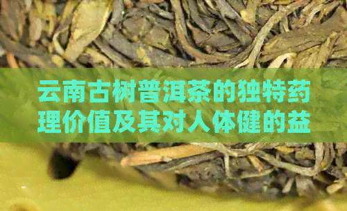 云南古树普洱茶的独特药理价值及其对人体健的益处