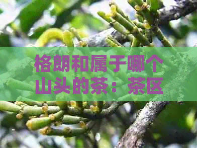 格朗和属于哪个山头的茶：茶区主要山头概览