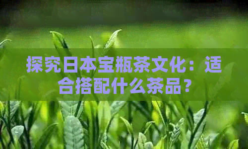 探究宝瓶茶文化：适合搭配什么茶品？