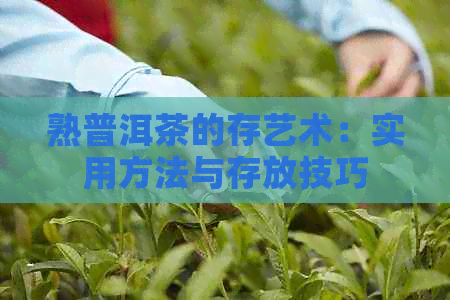 熟普洱茶的存艺术：实用方法与存放技巧