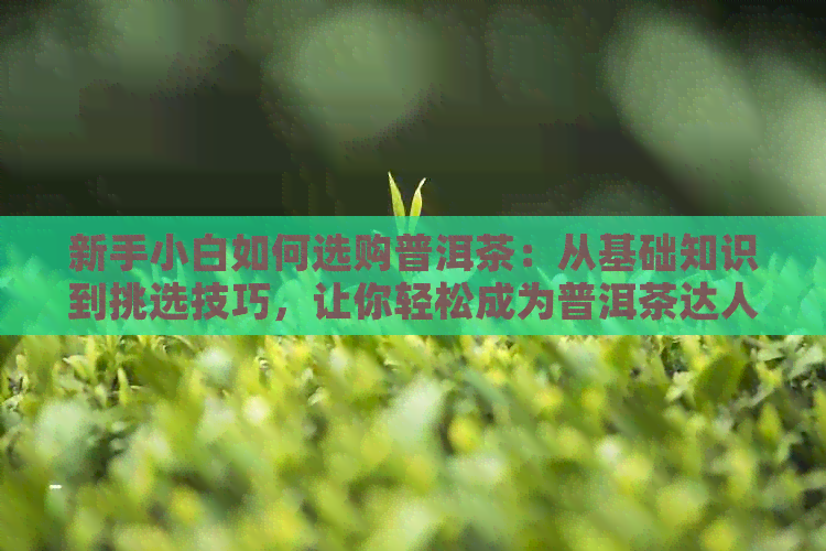 新手小白如何选购普洱茶：从基础知识到挑选技巧，让你轻松成为普洱茶达人