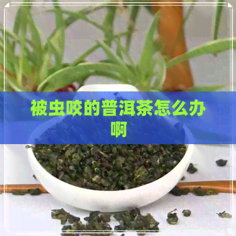 被虫咬的普洱茶怎么办啊