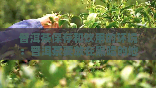 普洱茶保存和饮用的环境：普洱茶要放在黑暗的地方吗？