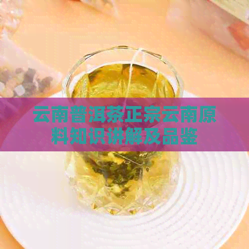 云南普洱茶正宗云南原料知识讲解及品鉴