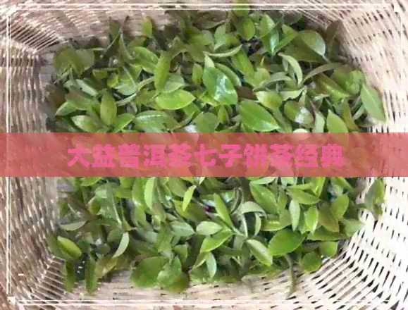 大益普洱茶七子饼茶经典