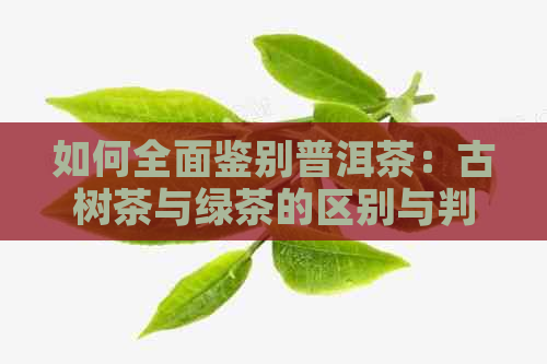 如何全面鉴别普洱茶：古树茶与绿茶的区别与判断方法