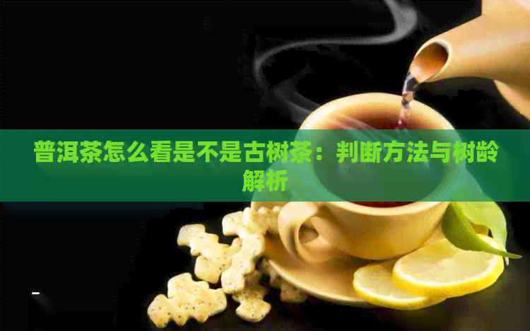 普洱茶怎么看是不是古树茶：判断方法与树龄解析