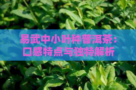 易武中小叶种普洱茶：口感特点与独特解析