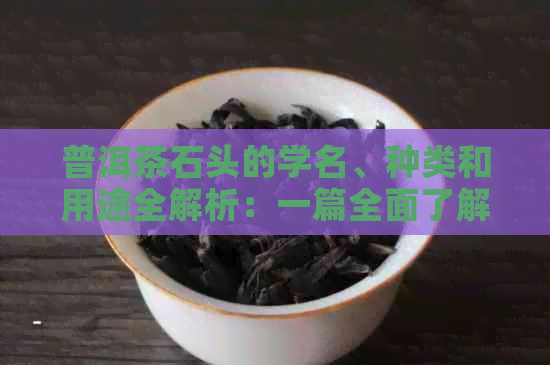 普洱茶石头的学名、种类和用途全解析：一篇全面了解普洱茶石头的文章