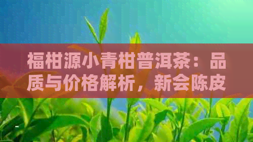 福柑源小青柑普洱茶：品质与价格解析，新会陈皮普洱茶批发指南