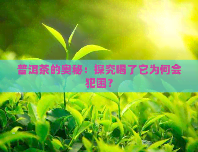 普洱茶的奥秘：探究喝了它为何会犯困？