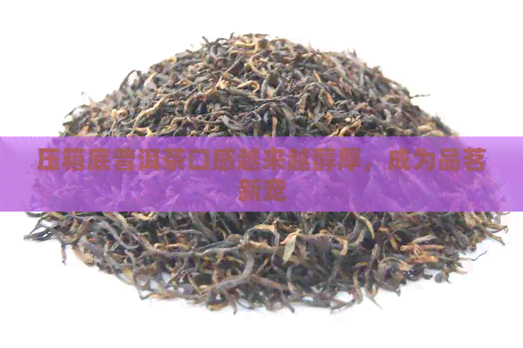 压箱底普洱茶口感越来越醇厚，成为品茗新宠