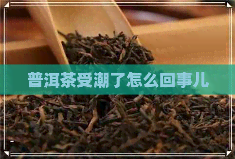 普洱茶受潮了怎么回事儿