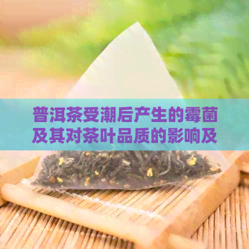 普洱茶受潮后产生的霉菌及其对茶叶品质的影响及预防措