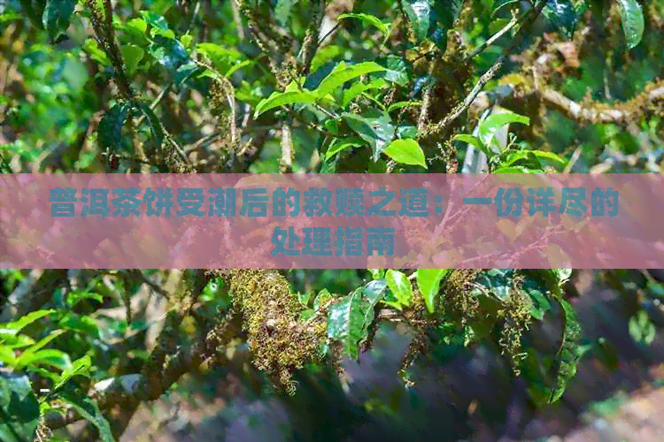 普洱茶饼受潮后的救赎之道：一份详尽的处理指南