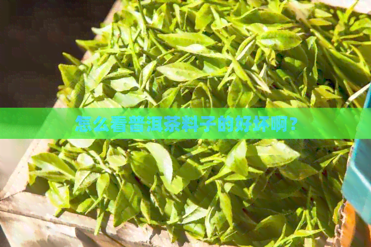 怎么看普洱茶料子的好坏啊？