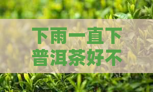 下雨一直下普洱茶好不好呀？如何判断？