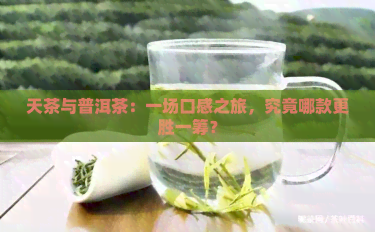 天茶与普洱茶：一场口感之旅，究竟哪款更胜一筹？