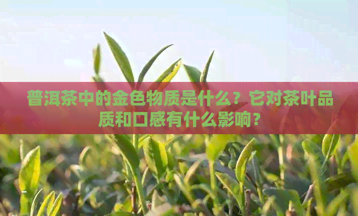 普洱茶中的金色物质是什么？它对茶叶品质和口感有什么影响？