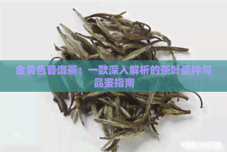 金黄色普洱茶：一款深入解析的茶叶品种与品鉴指南