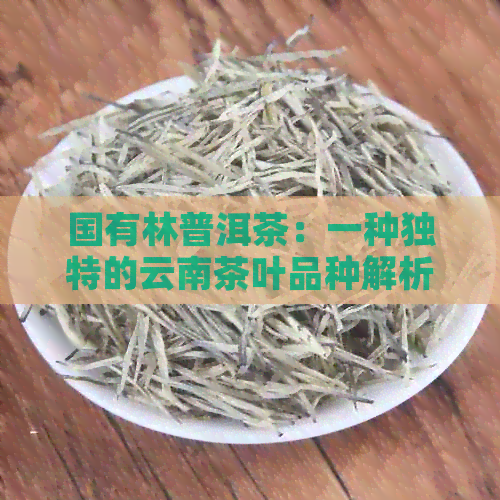 国有林普洱茶：一种独特的云南茶叶品种解析与特点探究