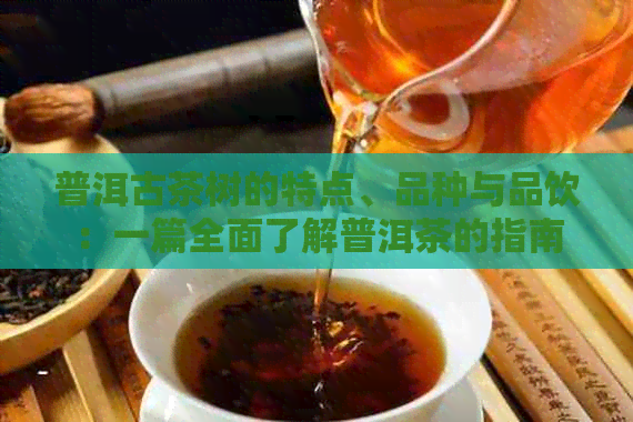 普洱古茶树的特点、品种与品饮：一篇全面了解普洱茶的指南