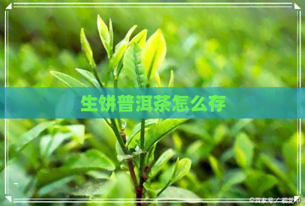 生饼普洱茶怎么存