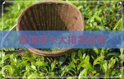 普洱茶十大排名最新