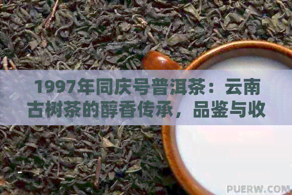 1997年同庆号普洱茶：云南古树茶的醇香传承，品鉴与收藏指南